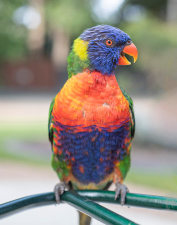 Close up of a colourful lorikeet in Australia sitting on a green metal bar outdoorsの写真素材