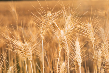 Close up of wheat grain showing the fine details of the seedsの写真素材