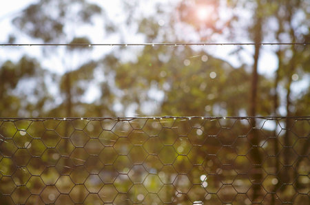 Backlit morning sunshine in bush setting looking through chicken wire fenceの写真素材