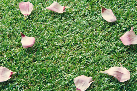 Green grass background with pink rose petals and space for textの写真素材