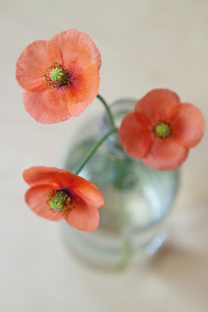 Close up overhead view of three red poppies in a glass bottleの写真素材