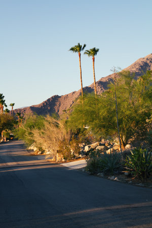 Two palm trees in early morning sun on a residential street in Palm Springsの写真素材