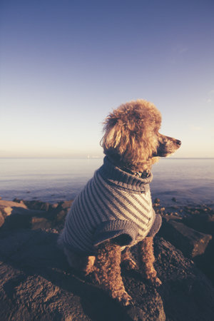 Poodle dog looking away side on at sunset at the seaの写真素材