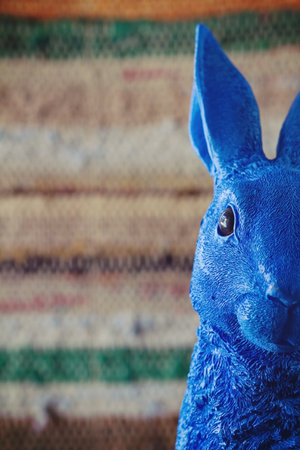 Close up of blue rabbit easter bunny peeking into frame with clear space for textの写真素材