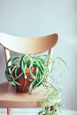 Close up of indoor pot plant on wooden dining chairの写真素材