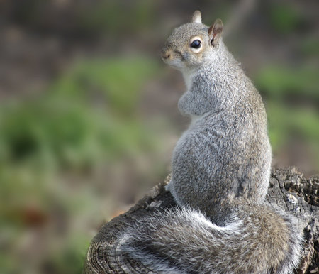 A guilty looking Eastern Gray Squirrelの写真素材