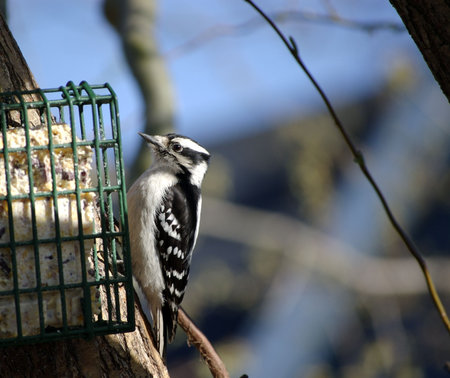 A female downy woodpecker at a suet feederの写真素材