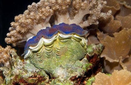 Small Giant Clam on reef in Fijiの写真素材