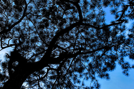Branches of trees against the blue skyの写真素材