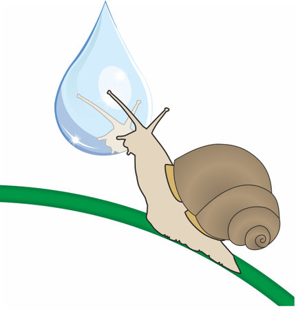 snail looks at his reflection in a dropのイラスト素材