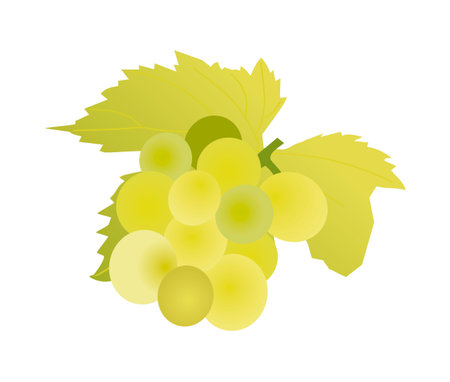 green grape on a white background. vector graphicsのイラスト素材
