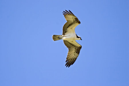 Osprey flyingの写真素材