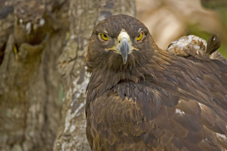 Golden Eagle staring