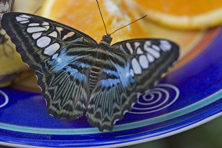 Butterfly eatingの写真素材