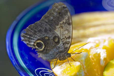 Butterfly eating