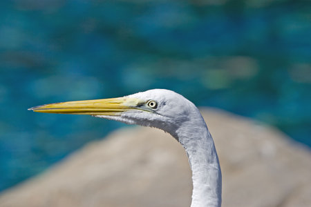 American Egretの写真素材