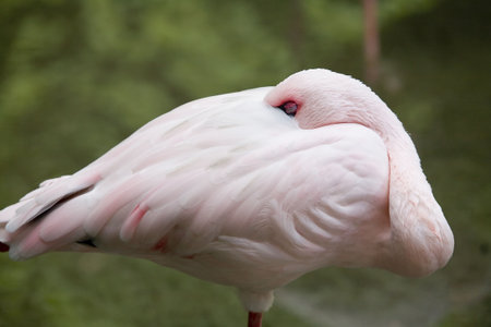 Pink Flamingoの写真素材