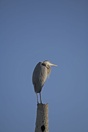 Great Blue Heronの写真素材