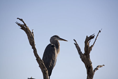 Great Blue Heronの写真素材