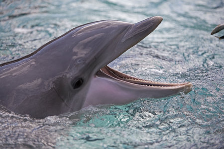 Bottle nosed Dolphin