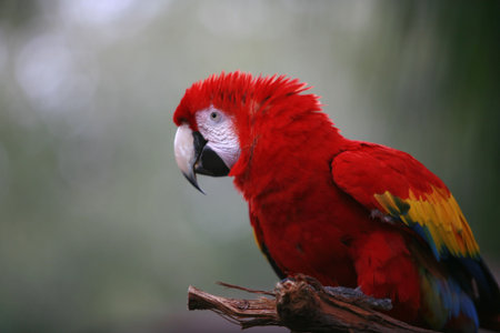 Red and gold Macawの写真素材