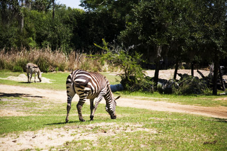Zebra rearの写真素材