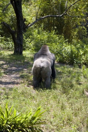 Gorilla behindの写真素材