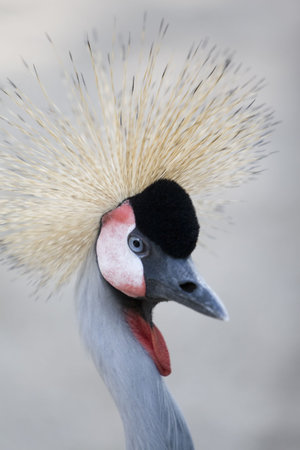 Crown Craneの写真素材