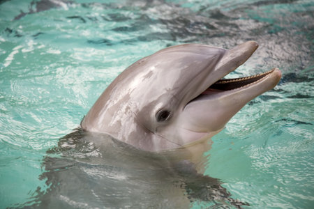 Bottle nosed porpoiseの写真素材