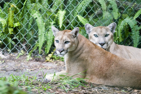 Florida pantherの写真素材
