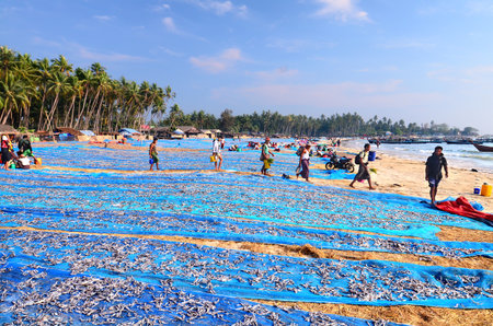 Jade Taw village is located south of Ngapali beach in Myanmar. Locals here catch small fish called Nge Ni Tu by the billions, dry and sell them.のeditorial素材