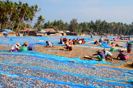 Jade Taw village is located south of Ngapali beach in Myanmar. Locals here catch small fish called Nge Ni Tu by the billions, dry and sell them.のeditorial素材