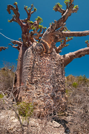 Adansonia rubrostipa, commonly known as fony baobab, is a deciduous tree in the Malvaceae family, which grows in Madagascar.の写真素材