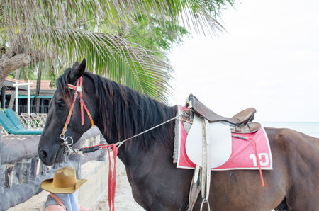 A horse rider has resting beside the brown horse in the morning.の写真素材