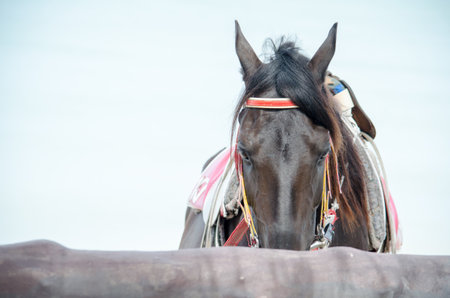 A brown horse has so sleepy in the morning.の写真素材