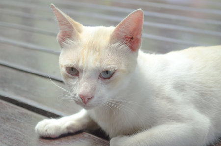 A white cat thinking or looking.の写真素材