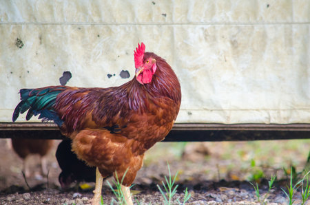 Chicken poses for the photographer in the morning.
