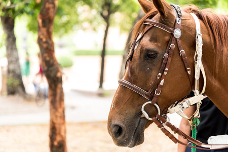 Eyes of Horse has look like very sleepy in the morning.の写真素材