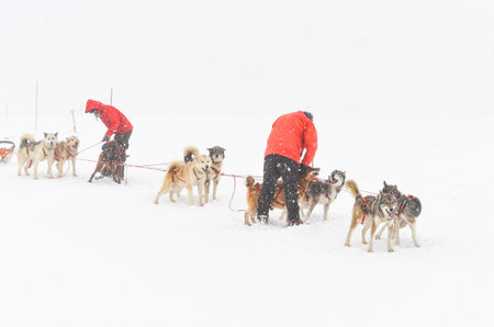Duo man with red coat has playing with many siberian husky dog in the winter and snow.