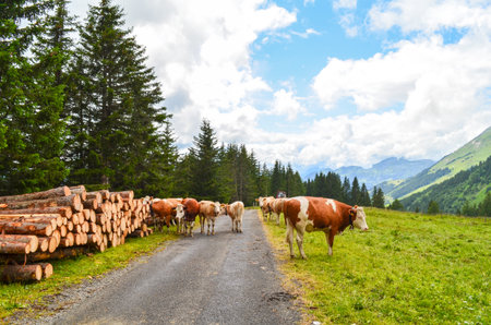 Group cow and wood with mountain background in Switzerland.