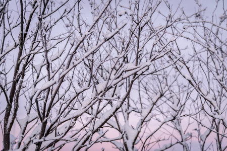 The branch of tree has covered with heavy snow and sunset time in winter season at Holiday Village...
