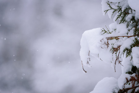 The branch of tree has covered with heavy snow in winter season at Lapland, Finland.