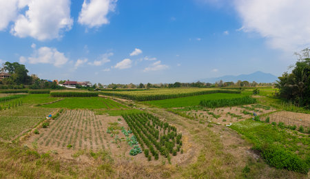 The landscape with farm and blue sky at Nan province, north of Thailand.の写真素材