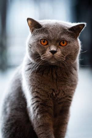 A black cat with yellow eyes in the morning.