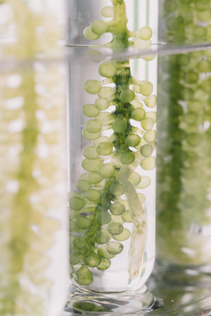process production and experiment of fuel. Photobioreactor in laboratory of algae fuel, biofuel industry project, Algae research in industrial laboratories for medicine.の写真素材