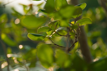 On Earth Day, as summer's green foliage drapes the forest, the vibrant leaf and tree canopy remind...