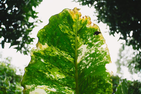 In a closeup of the garden, the tropical leaf revealed intricate patterns and rich textures,...