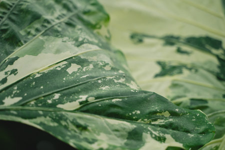 In a closeup of the garden, the tropical leaf revealed intricate patterns and rich textures, celebrating natureâs vibrant green growth and the beauty of lush foliage.の写真素材
