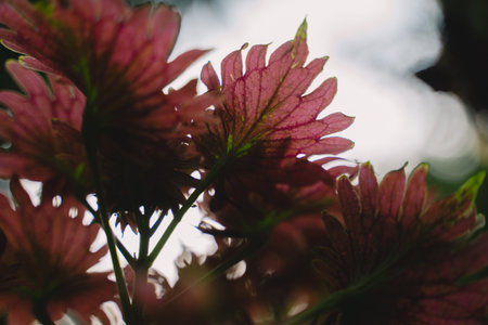 In a closeup of the garden, a vibrant flower bloomed, showcasing a kaleidoscope of colours on its...