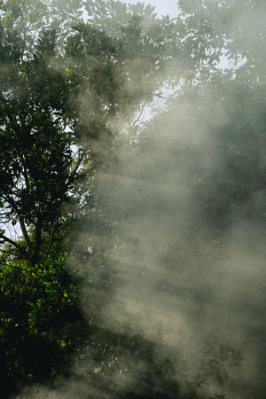 In the morning light, the forest came alive as sunlight filtered through the fog, illuminating...